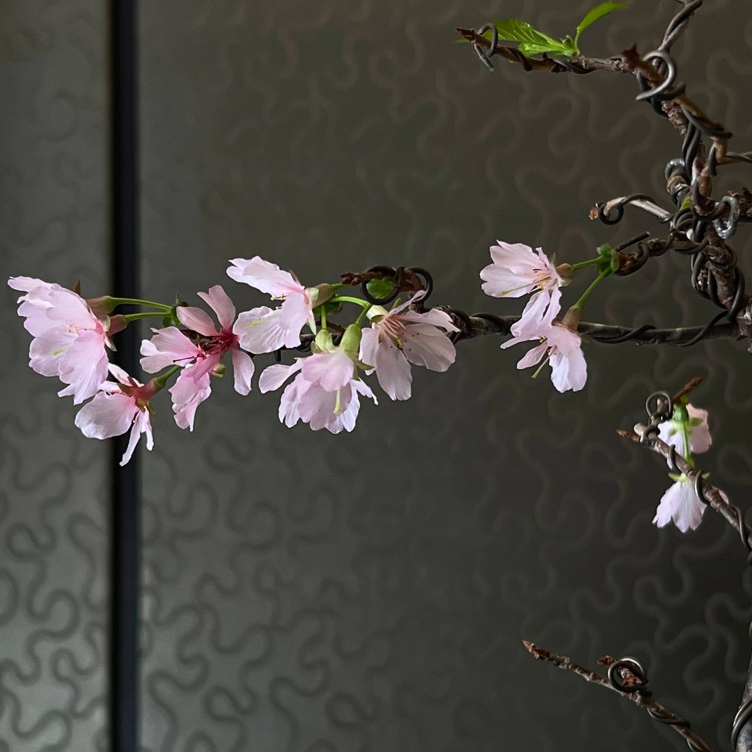 阿龟樱オカメ∣原株樱花盆栽 - 植栽/盆栽 - 陶 