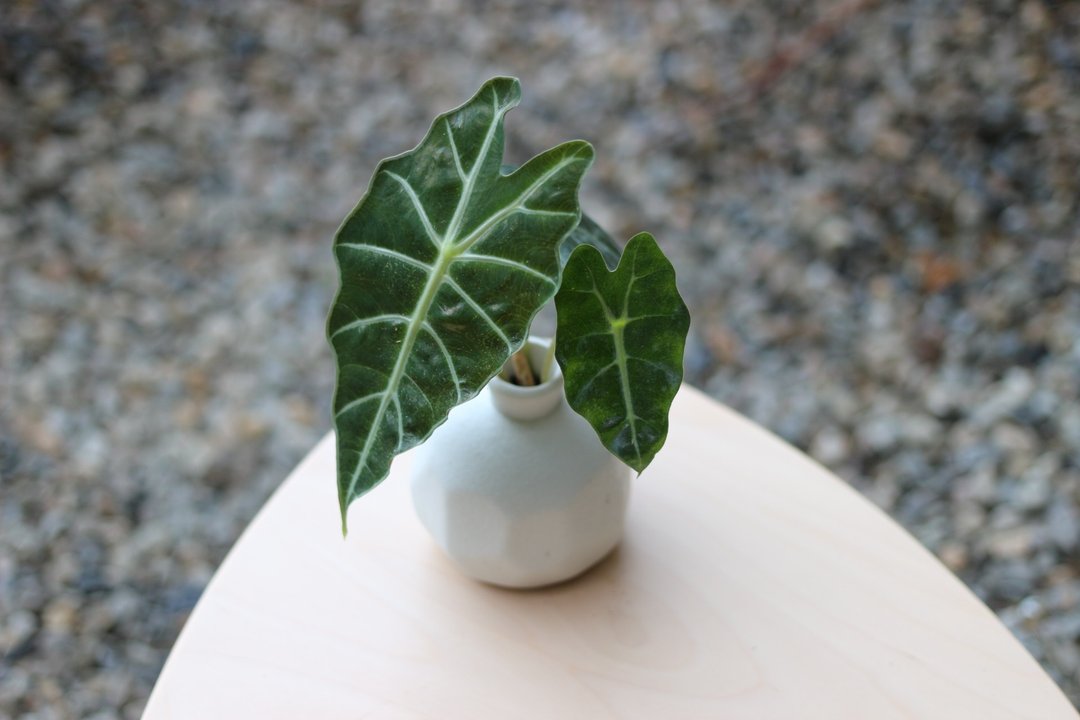 水培植栽│黑叶观音莲_室内植物 磨砂陶瓷几何花瓶 白 - 植栽/盆栽 - 陶 