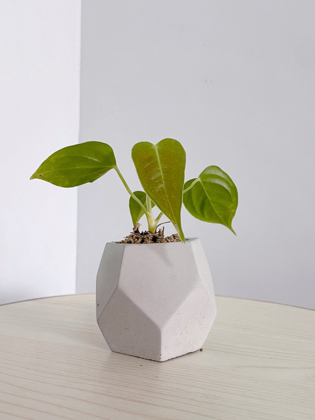 I适合当小礼物的I Baby火鹤后 - 植栽/盆栽 - 水泥 