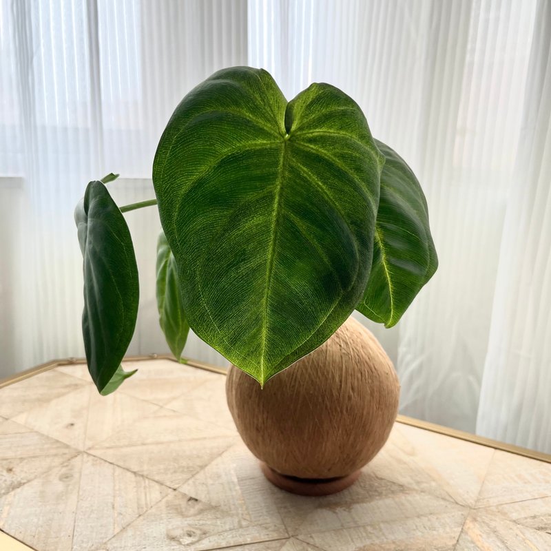 霜心合果芋 手作植栽苔球 - 植栽/盆栽 - 植物．花 