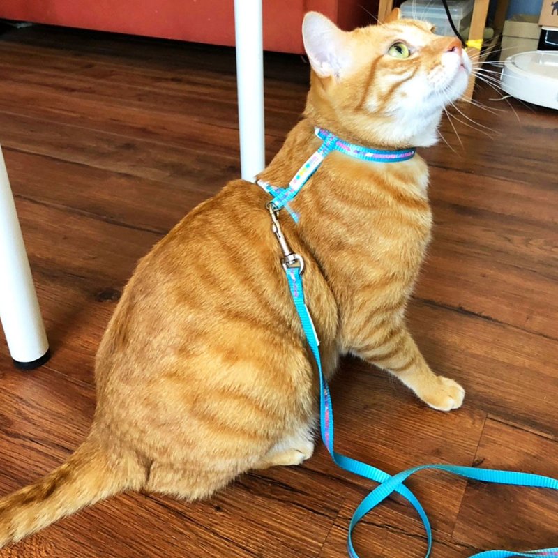 PETRICK 泡泡反光猫咪胸背牵绳组 XS/S/M 共三色 - 项圈/牵绳 - 尼龙 红色