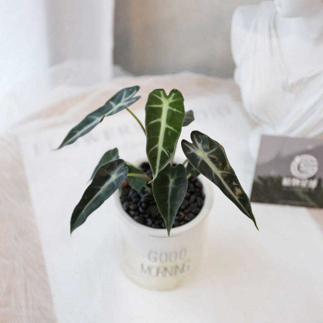 PD177观音莲吸水盆栽 - 植栽/盆栽 - 植物．花 