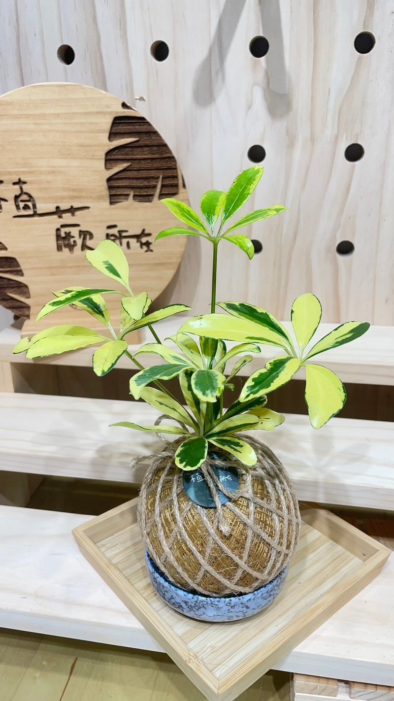 【植蕨所在】 黄金鹅掌藤 水苔球 室内植物 观赏植物 开店送礼 新 - 植栽/盆栽 - 植物．花 