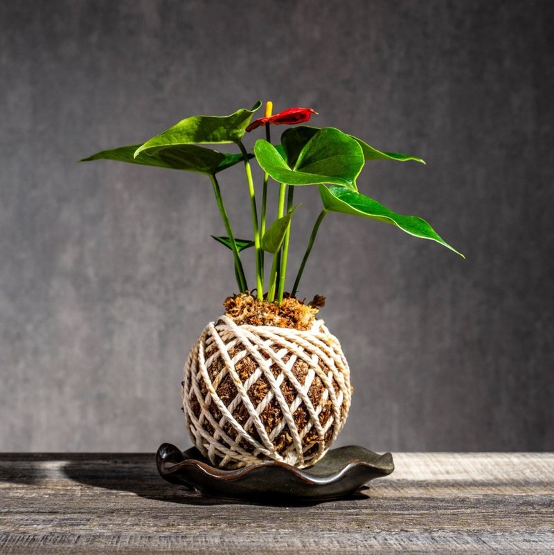红火鹤花苔球 苔球植物 苔玉 室内植物 办公室植物 交换礼物 - 植栽/盆栽 - 植物．花 
