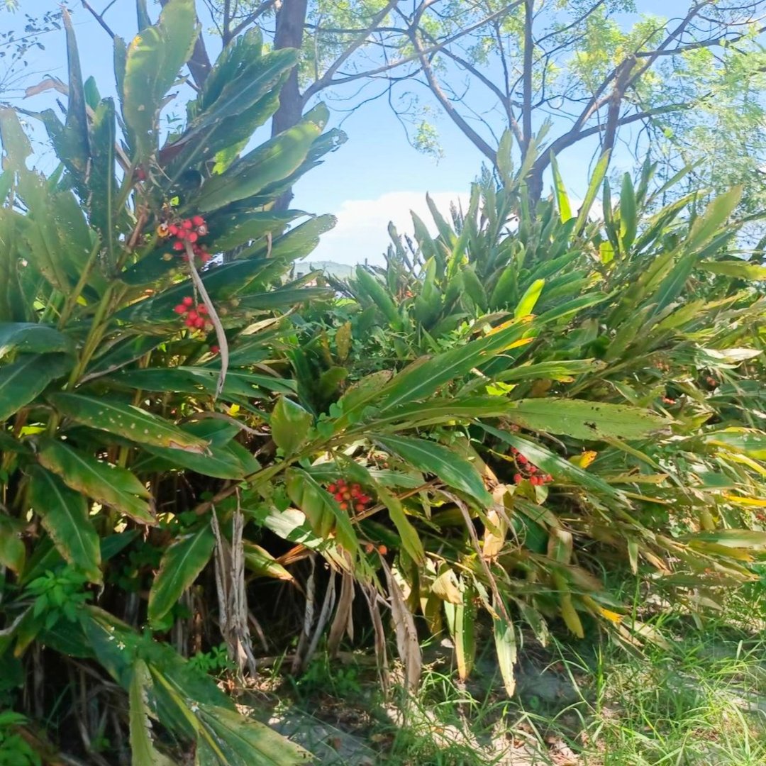 月桃编织材料 - 编织/刺绣/羊毛毡/裁缝 - 植物．花 卡其色