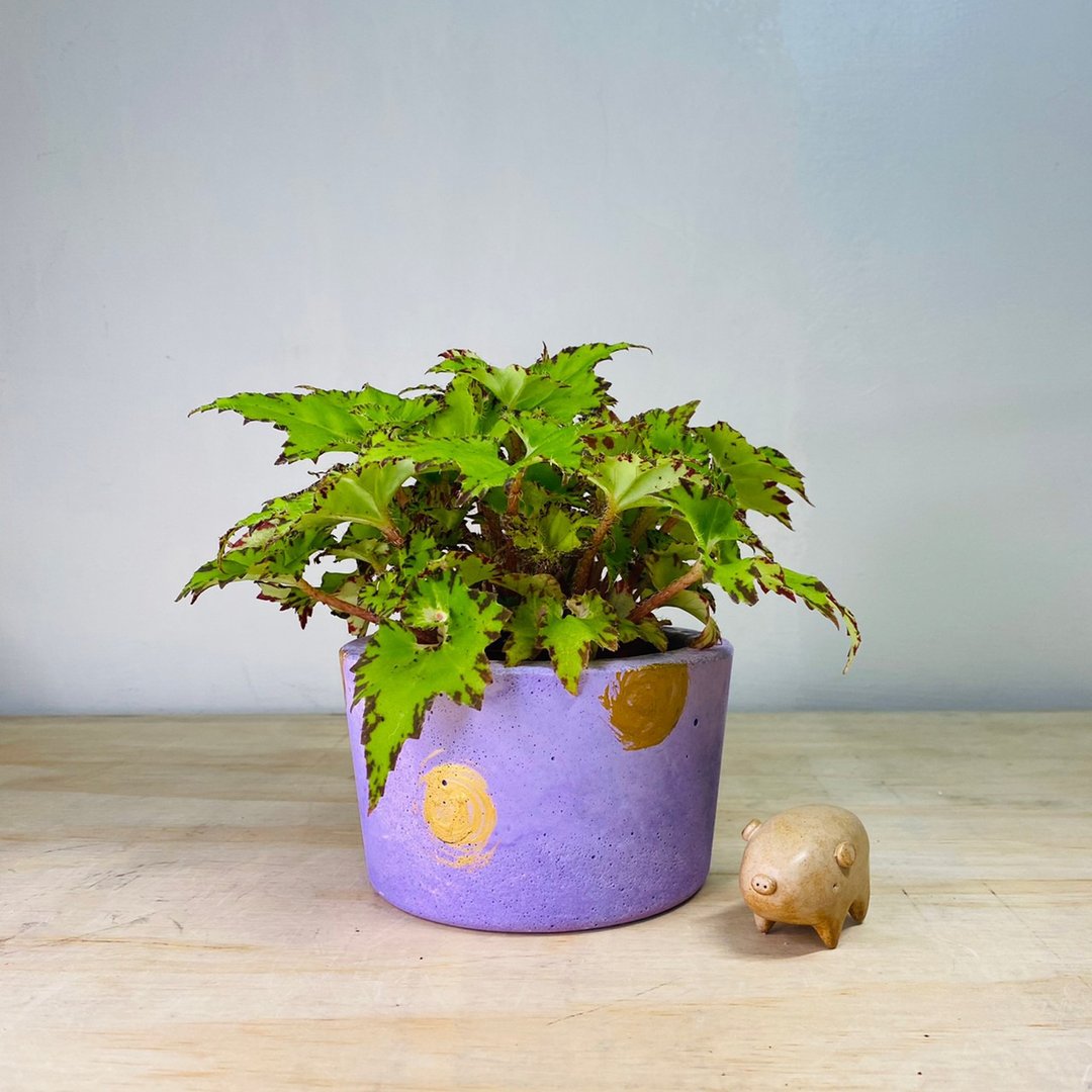 限量单品 手作厚实单品紫色金点水泥盆 - 植栽/盆栽 - 水泥 紫色