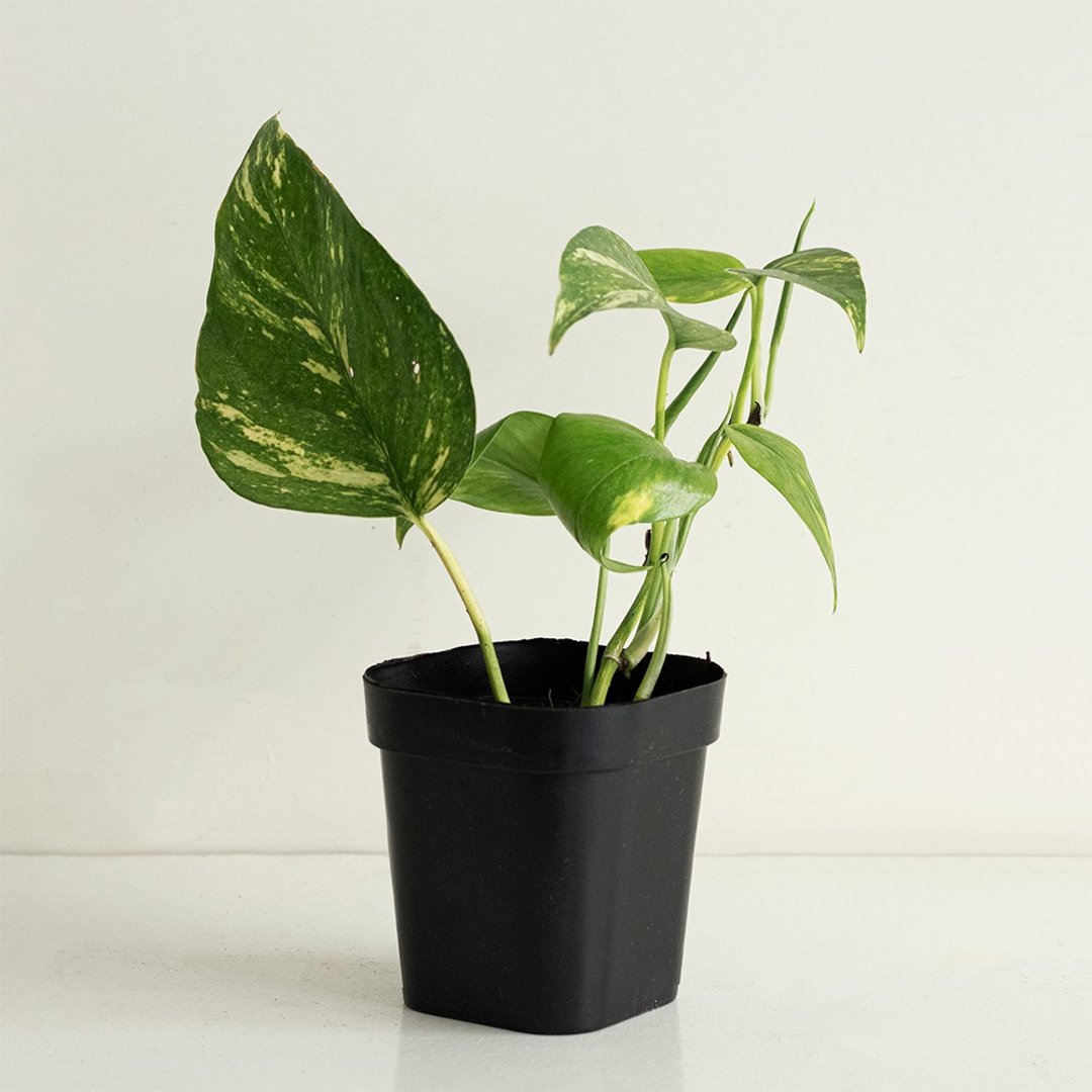 斑叶拎树藤 - 植栽/盆栽 - 植物．花 