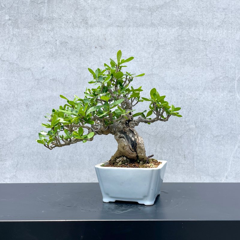 小品盆栽-栀子花 盆景 送礼 - 植栽/盆栽 - 植物．花 