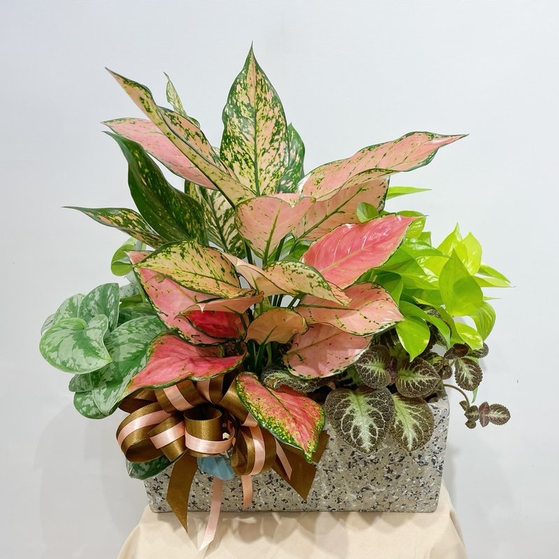 桌上型组合植栽 | 开幕送礼 / 质感盆栽 / 桌上型盆 - 植栽/盆栽 - 植物．花 