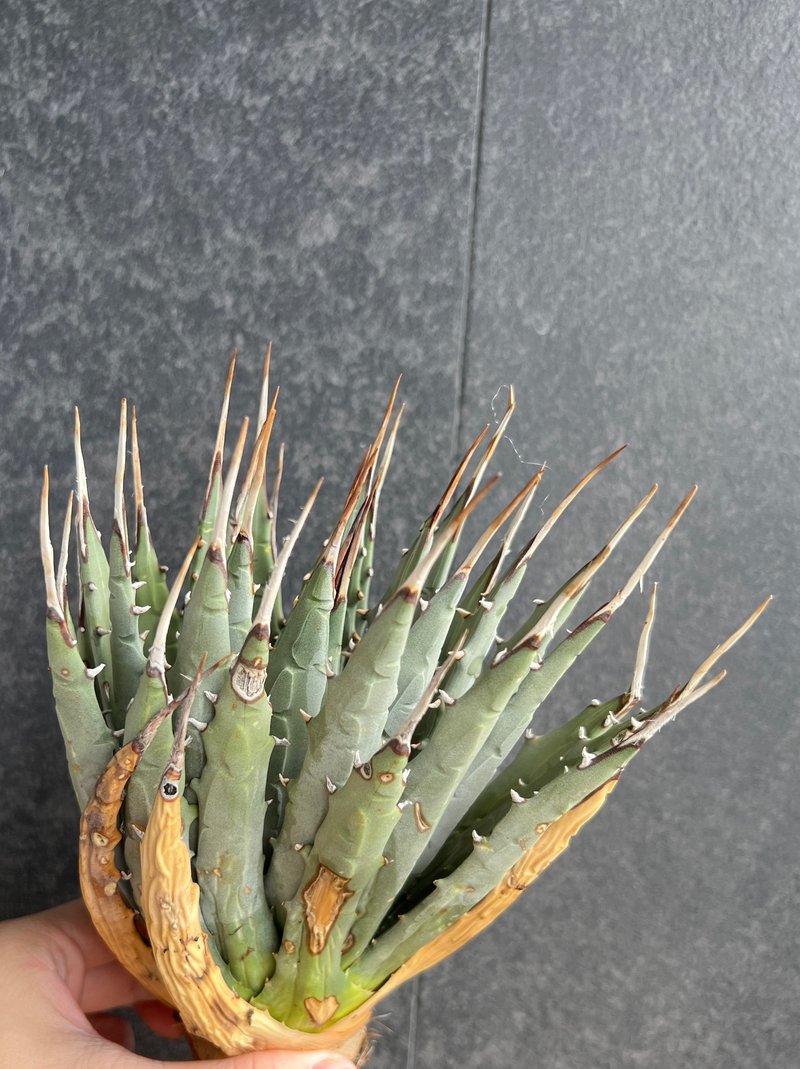 妖炎 龙舌兰 18cm 白鲸 块根 龟甲龙 盆景 植物盆栽 - 植栽/盆栽 - 植物．花 绿色