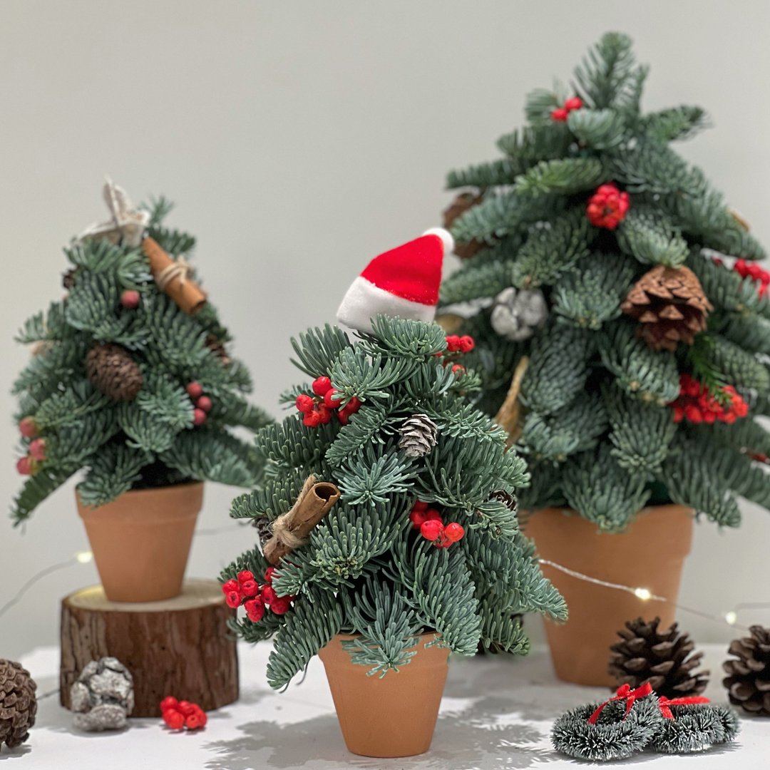 【手工制】新鲜贵族松迷你圣诞树 (height:18cm) - 摆饰 - 植物．花 多色