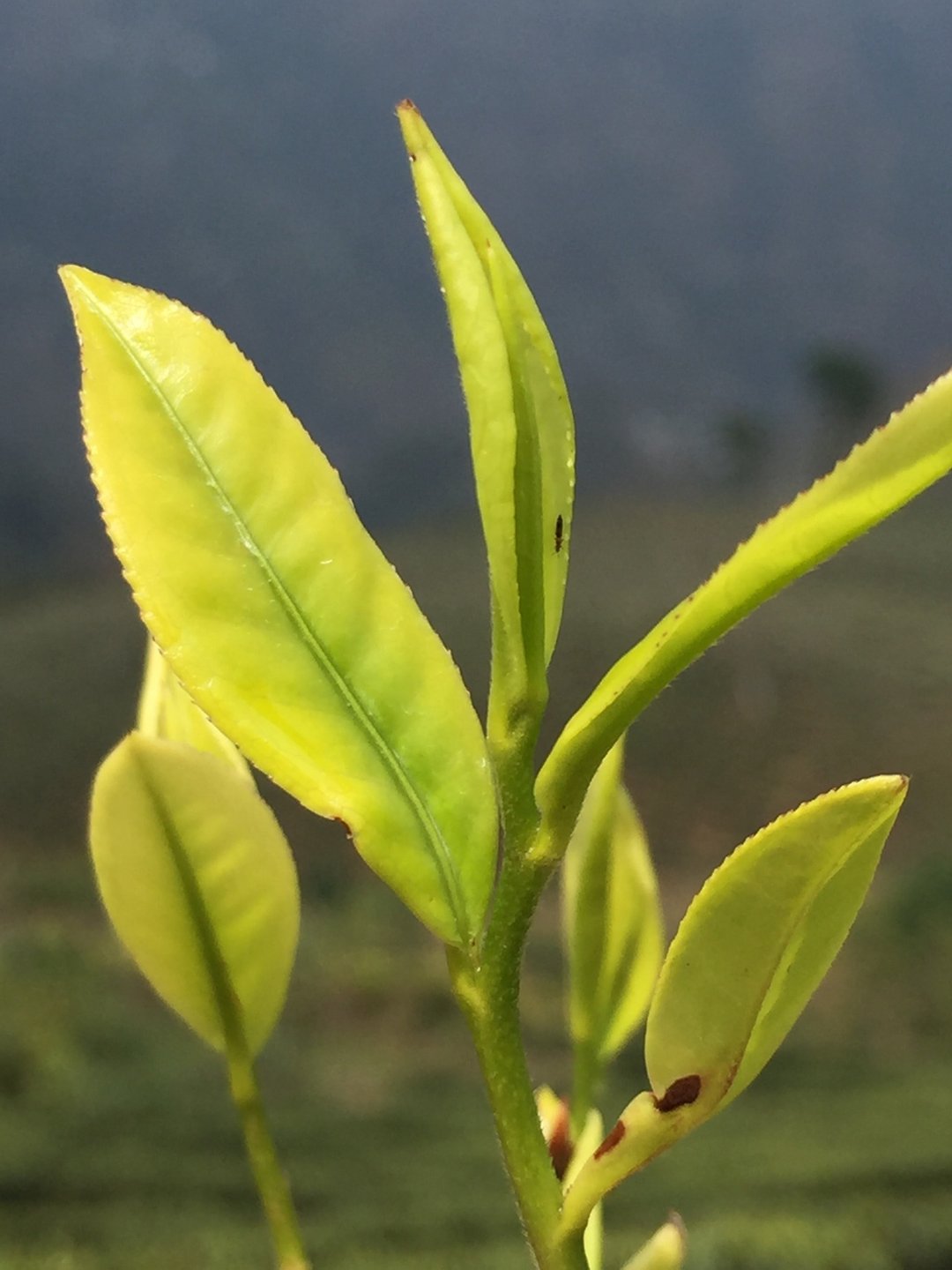 大吉岭庄园红茶 基础品茗体验 - 美食 - 其他材质 