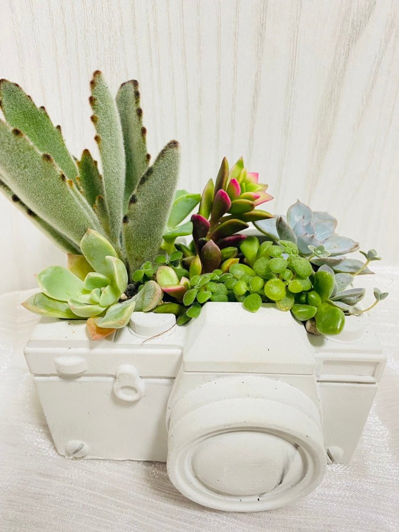 小资送礼首选 限量 定制组盆 开幕志庆 新居落成 升官乔迁 - 植栽/盆栽 - 水泥 白色