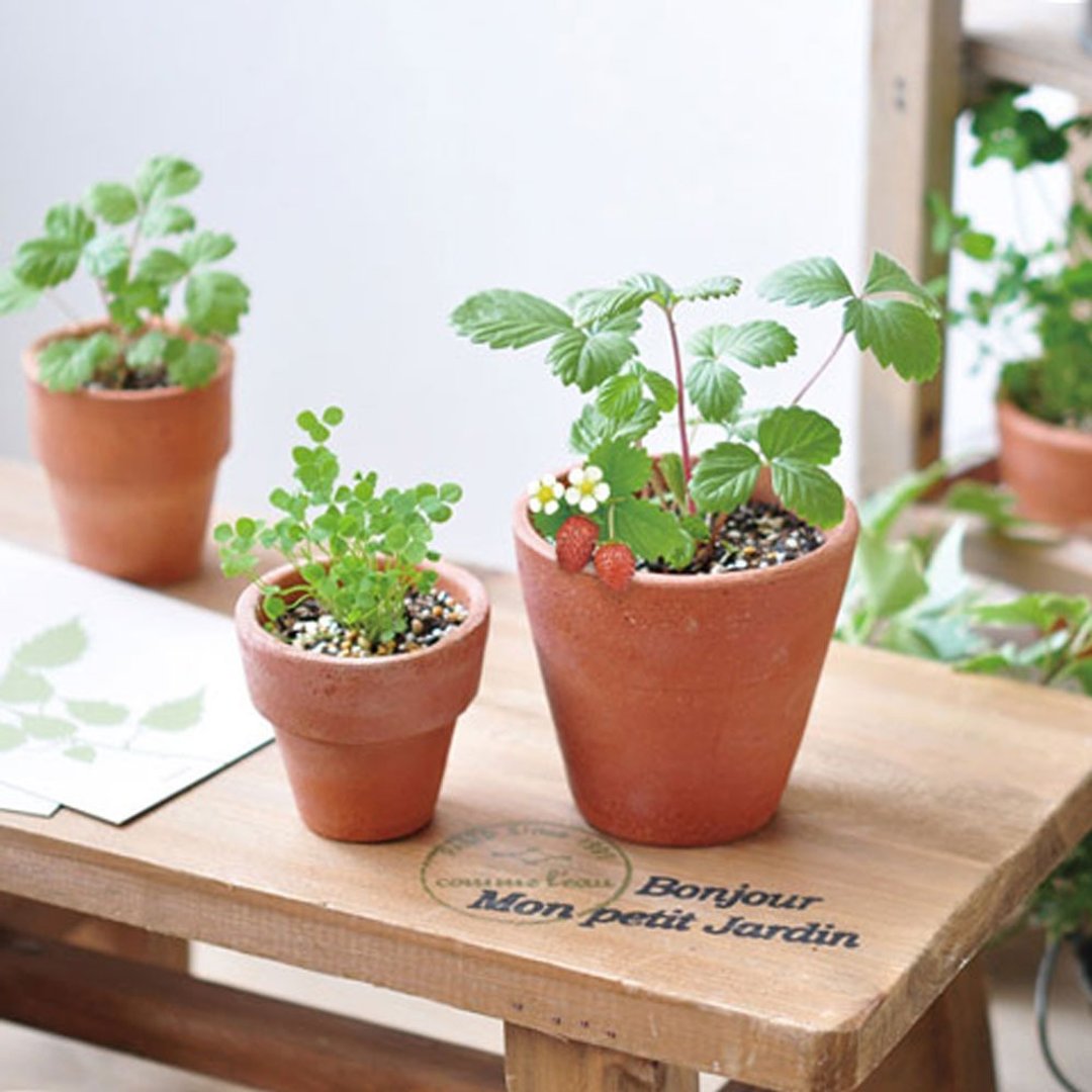 Terracotta Garden 陶盆杂货植栽盆器 / 野草莓 - 植栽/盆栽 - 陶 咖啡色