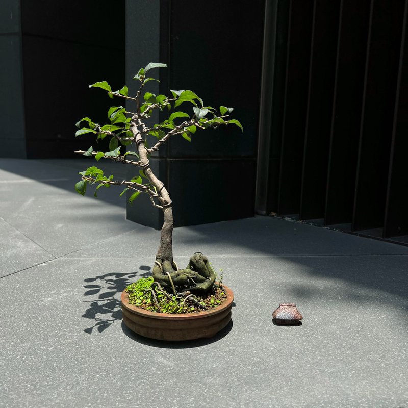 日本红光姬柿∣中品盆景 果物盆栽 - 植栽/盆栽 - 陶 