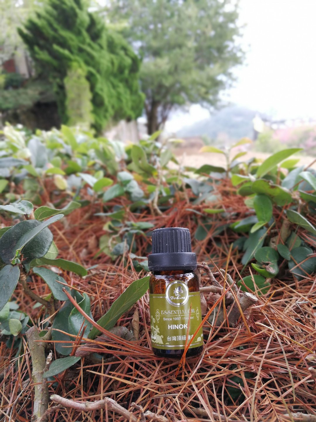 台湾顶级桧木纯精油 10ml 100% 天然纯精油 - 香薰/精油/线香 - 精油 