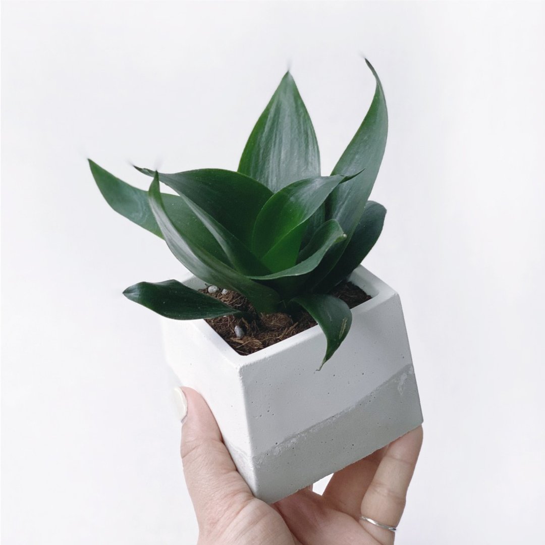 白灰渐层系列 | 稀有少见品种 墨绿虎尾兰 方形水泥植栽 - 植栽/盆栽 - 植物．花 灰色