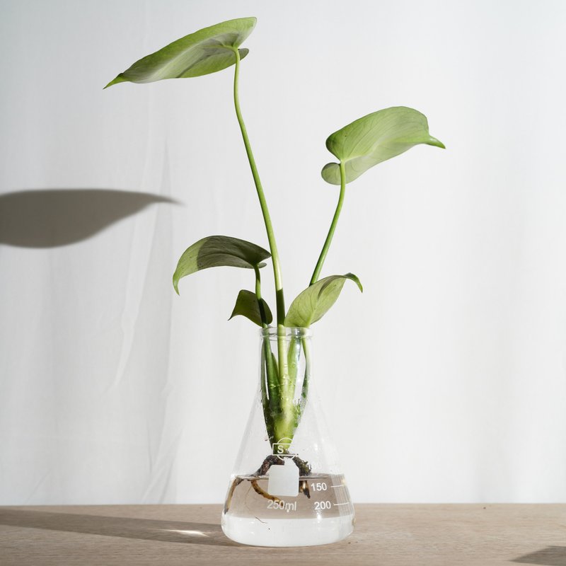 佛祖的爱心 - 佛手芋 - 植栽/盆栽 - 玻璃 绿色