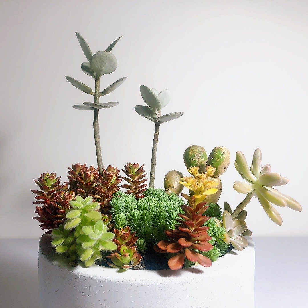 【野草不野】开店新居、祝贺花礼 - 圆满 / 洛克大扁圆盆 - 植栽/盆栽 - 植物．花 绿色