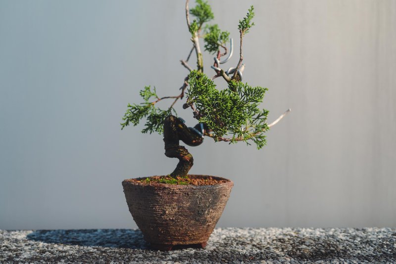 细鱼川真柏漂亮小盆栽树干有造型和弯曲 迷你松柏盆栽搭配手工盆 - 植栽/盆栽 - 植物．花 绿色