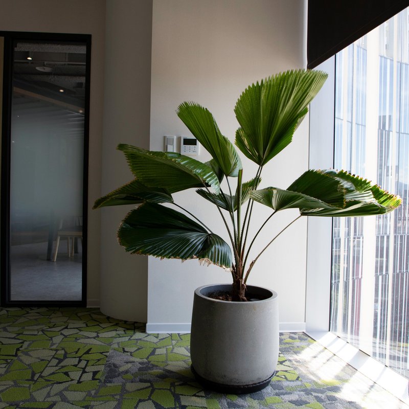 【室内盆栽】圆叶蒲葵盆栽 开幕盆栽 盆栽送礼 升迁送礼 发财树 - 植栽/盆栽 - 植物．花 绿色