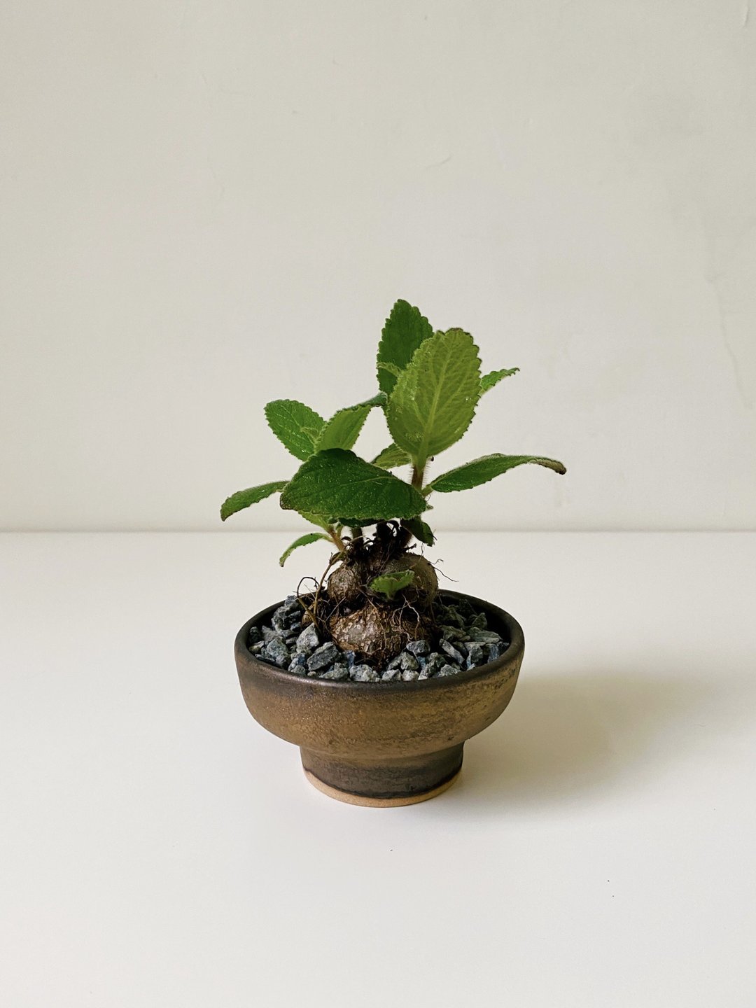 香水岩桐与黑金手作陶 - 植栽/盆栽 - 陶 金色