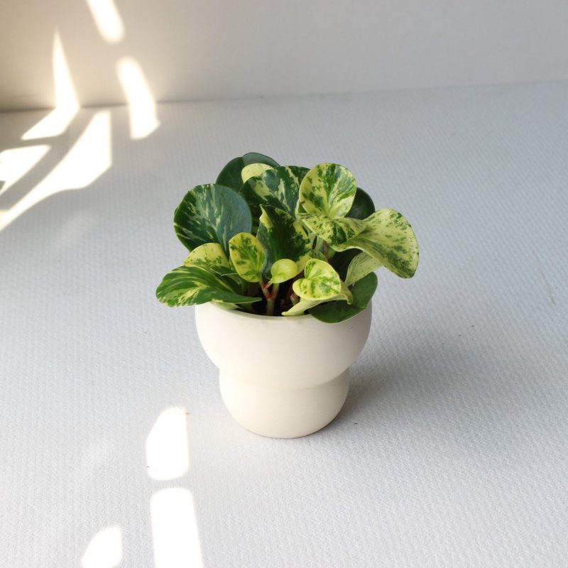 植栽 盆栽 l 乳班椒草 圆叶椒草兄弟  室内盆栽 办公室盆栽 - 植栽/盆栽 - 陶 