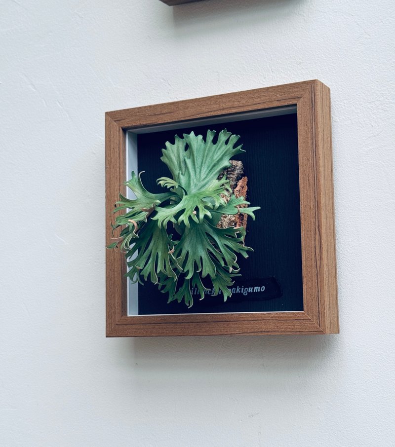 P.willinckii Makigumo 卷云_皮革鹿角蕨相框 - 摆饰 - 真皮 