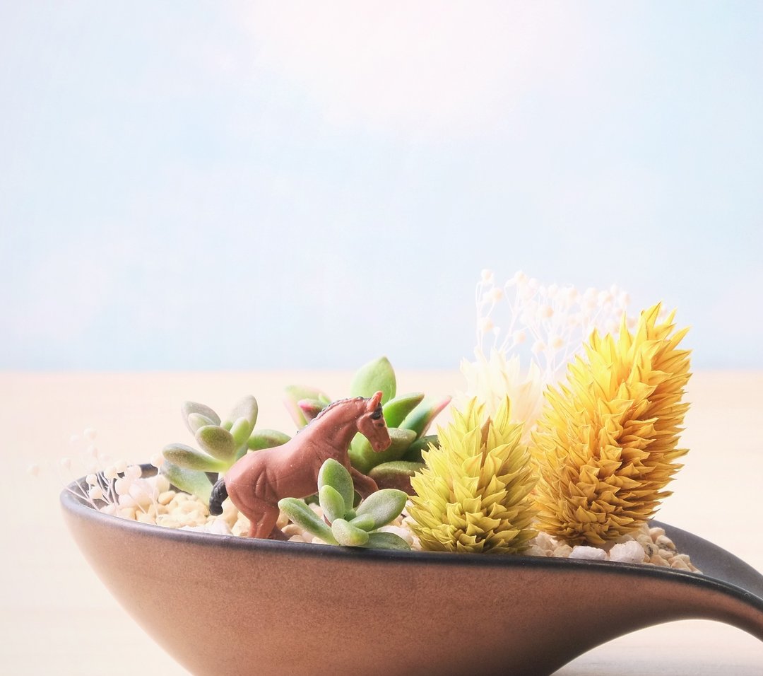 〈森林漫步〉多肉植物 陶瓷 马 匙 盆栽  <Forest Stroll> spoon potted succulents - 植栽/盆栽 - 植物．花 黑色