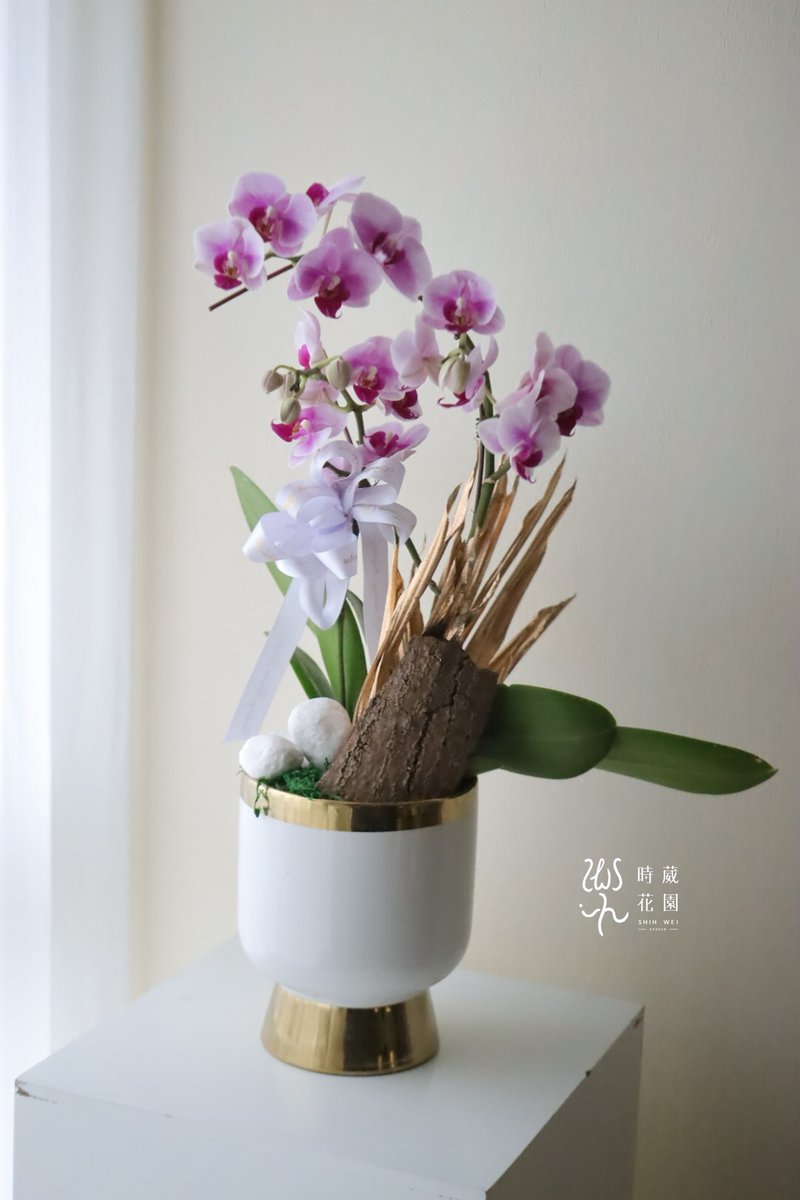 春节商品-兰花盆-春节花礼 过年送礼 新年商品 - 植栽/盆栽 - 植物．花 粉红色
