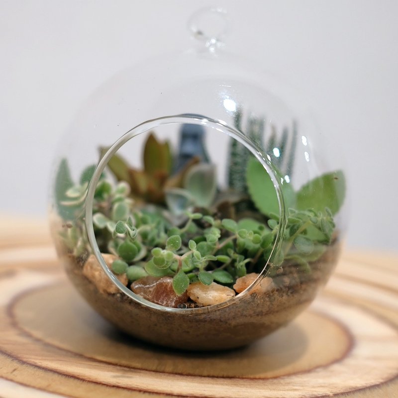 玻璃球世界 独一无二的疗愈 可用文化币 - 植栽 - 植物．花 