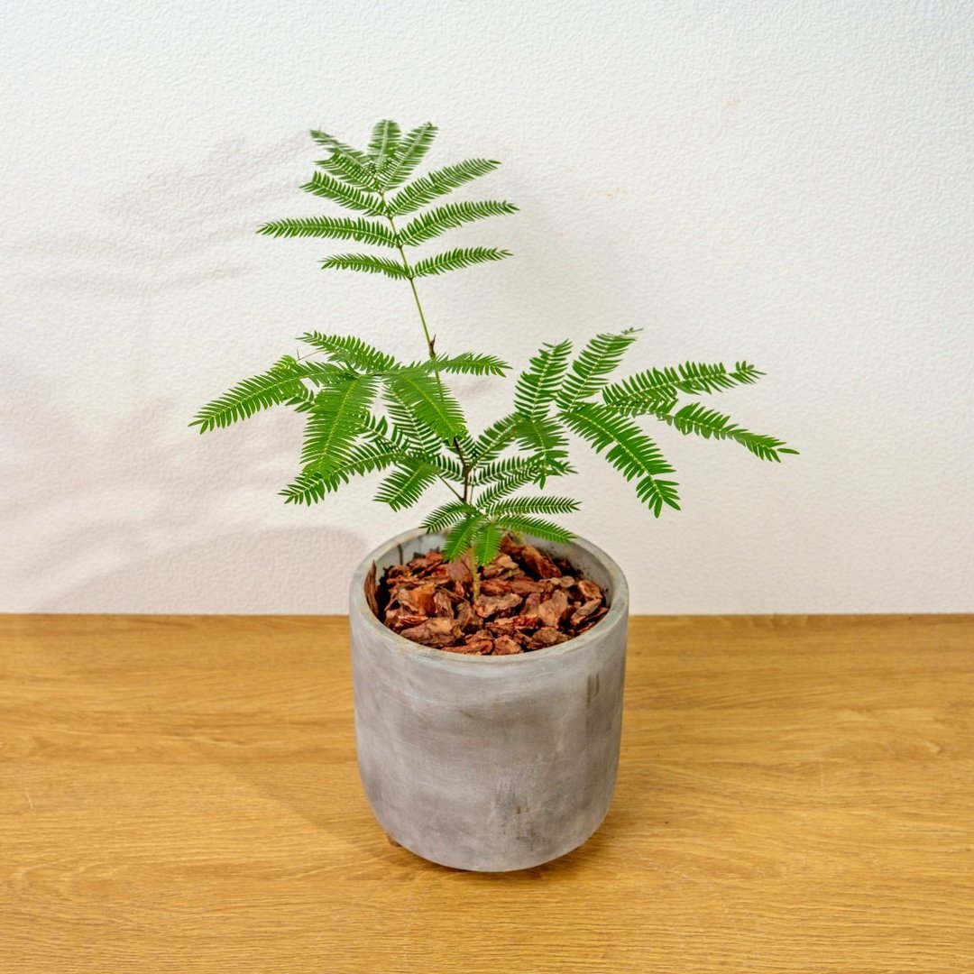 小豆树木脚水泥盆栽 桌上盆栽 室内植物 开幕送礼 乔迁礼物 - 植栽/盆栽 - 陶 灰色