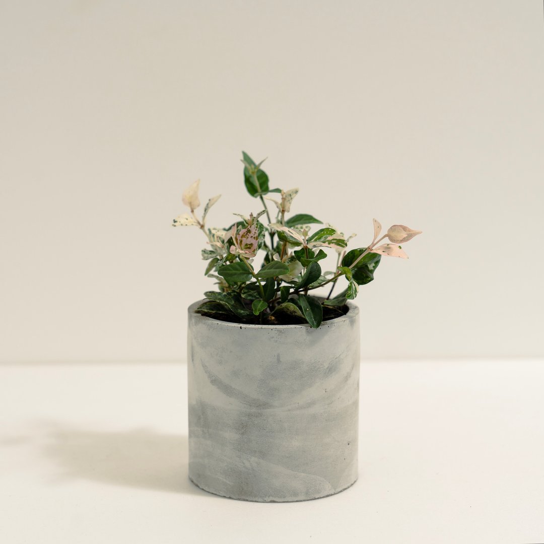 花叶络石│泥作系列│福所栽 - 植栽/盆栽 - 水泥 白色