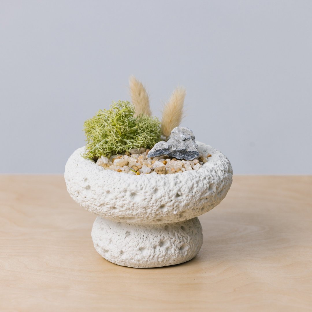 【2024 圣诞礼物】 - DIY 永生苔藓花盆礼盒套装 - 植栽 - 植物．花 卡其色
