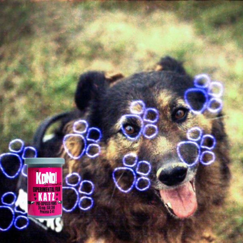 【KONO!】 KATZ 猫  200 ISO 35mm 彩色负片 特效菲林 (24exp) - 相机 - 其他材质 
