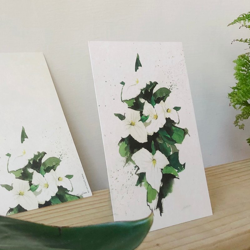 延龄草:明信片 - 卡片/明信片 - 纸 白色