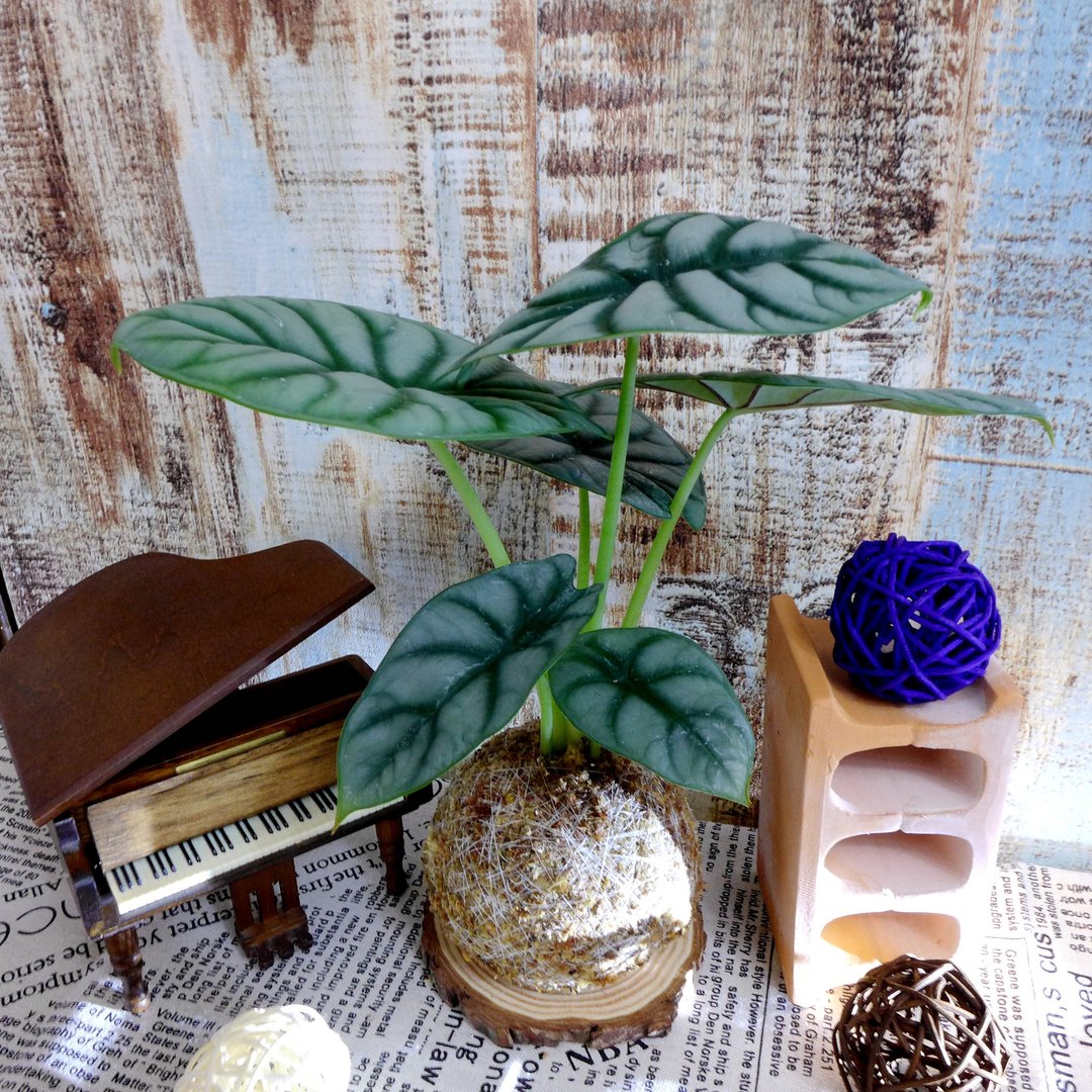 芊艹手作/ 草花系列苔球 - 银龙观音莲 - 植栽/盆栽 - 植物．花 银色