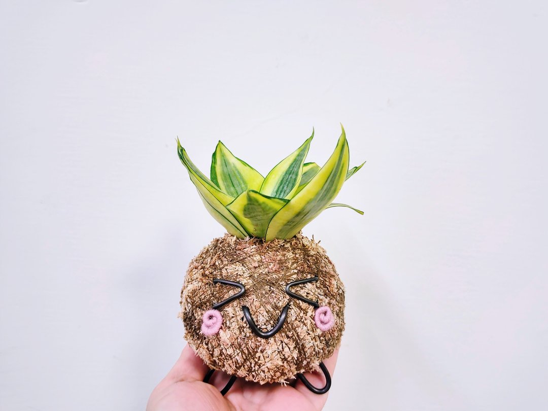 创意苔球│黄金虎尾兰│室内植物│阳台植物│观叶植物 - 植栽/盆栽 - 植物．花 黄色