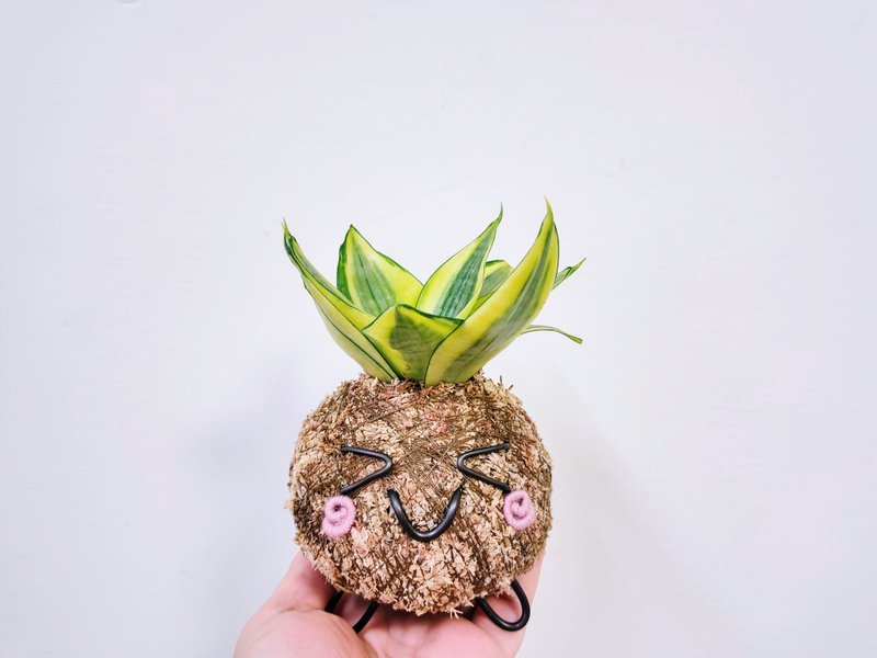 创意苔球│黄金虎尾兰│室内植物│阳台植物│观叶植物 - 植栽/盆栽 - 植物．花 黄色