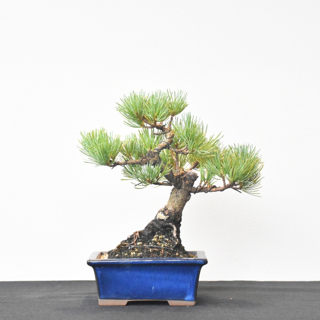 五叶松 White Pine (Goyomatsu)| 盆景星球 Bonsai Planet - 植栽/盆栽 - 植物．花 