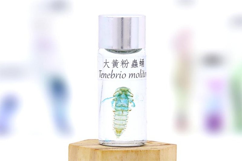透明生物标本 - 大黄粉虫蛹 Tenebrio molitor - 摆饰 - 玻璃 