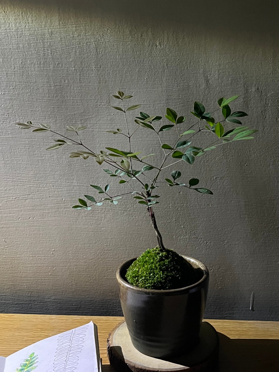 台湾南天竹 l 植物苔球 长辈送礼 礼物 室内植栽 开幕盆栽 - 植栽/盆栽 - 植物．花 