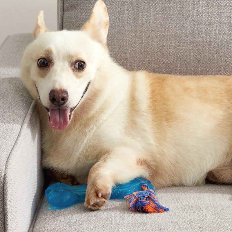 狗狗洁牙 欧卡耐咬骨头 宠物玩具 (中 / 大型犬) - 玩具 - 其他材质 