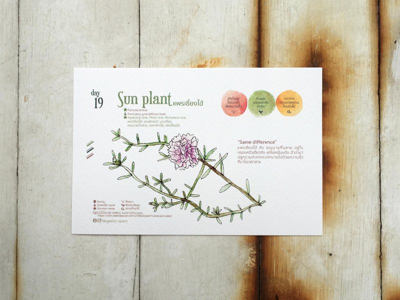 在地花卉明信片 - 19号 太阳植物 - 卡片/明信片 - 纸 