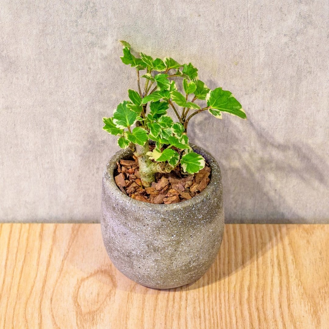 福禄桐 桌上型水泥盆栽 观叶植物 礼物 盆栽 交换礼物 办公室小物 - 植栽/盆栽 - 植物．花 灰色