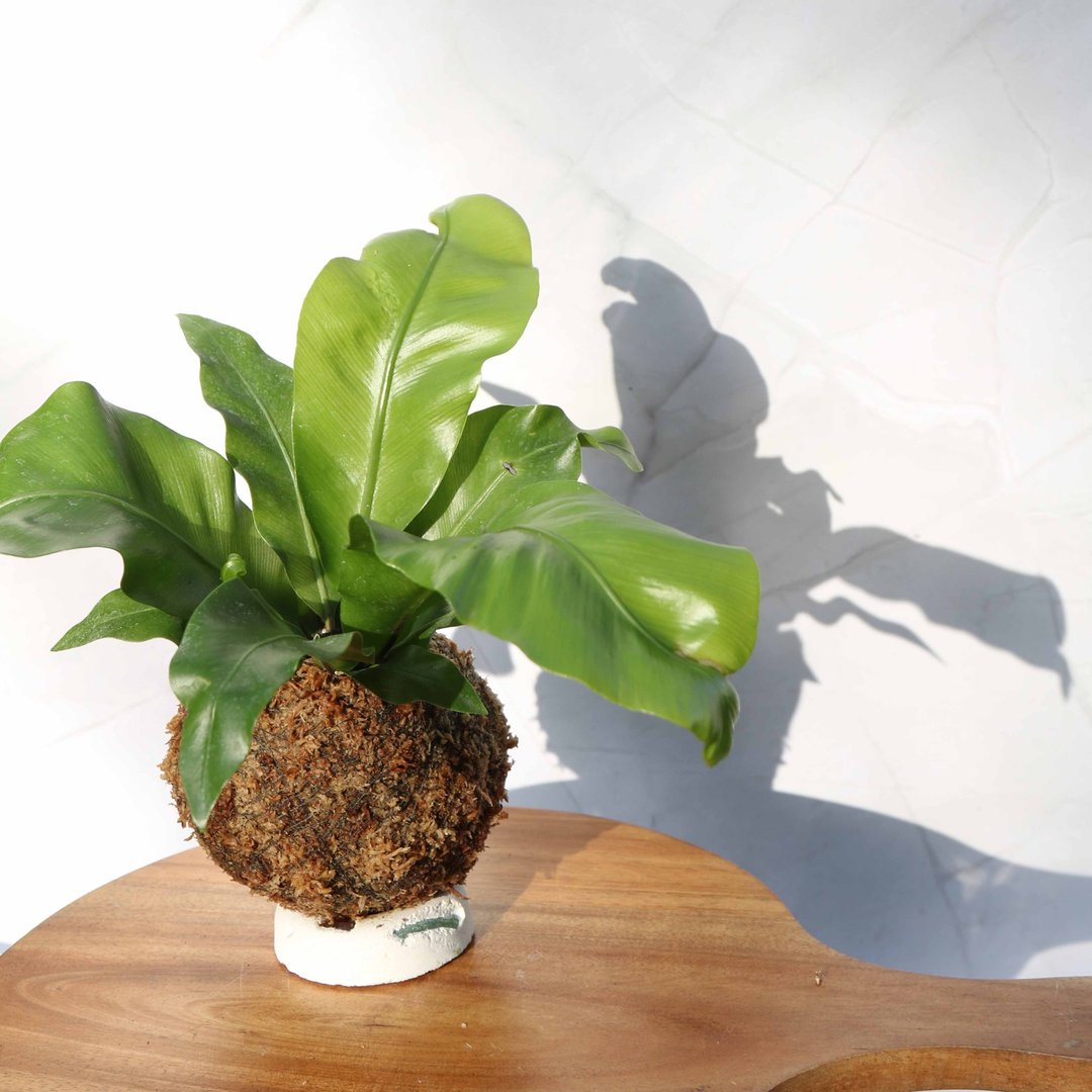 【山苏苔球】室内植物/ 居家摆设/ 室内植物 - 植栽/盆栽 - 植物．花 绿色