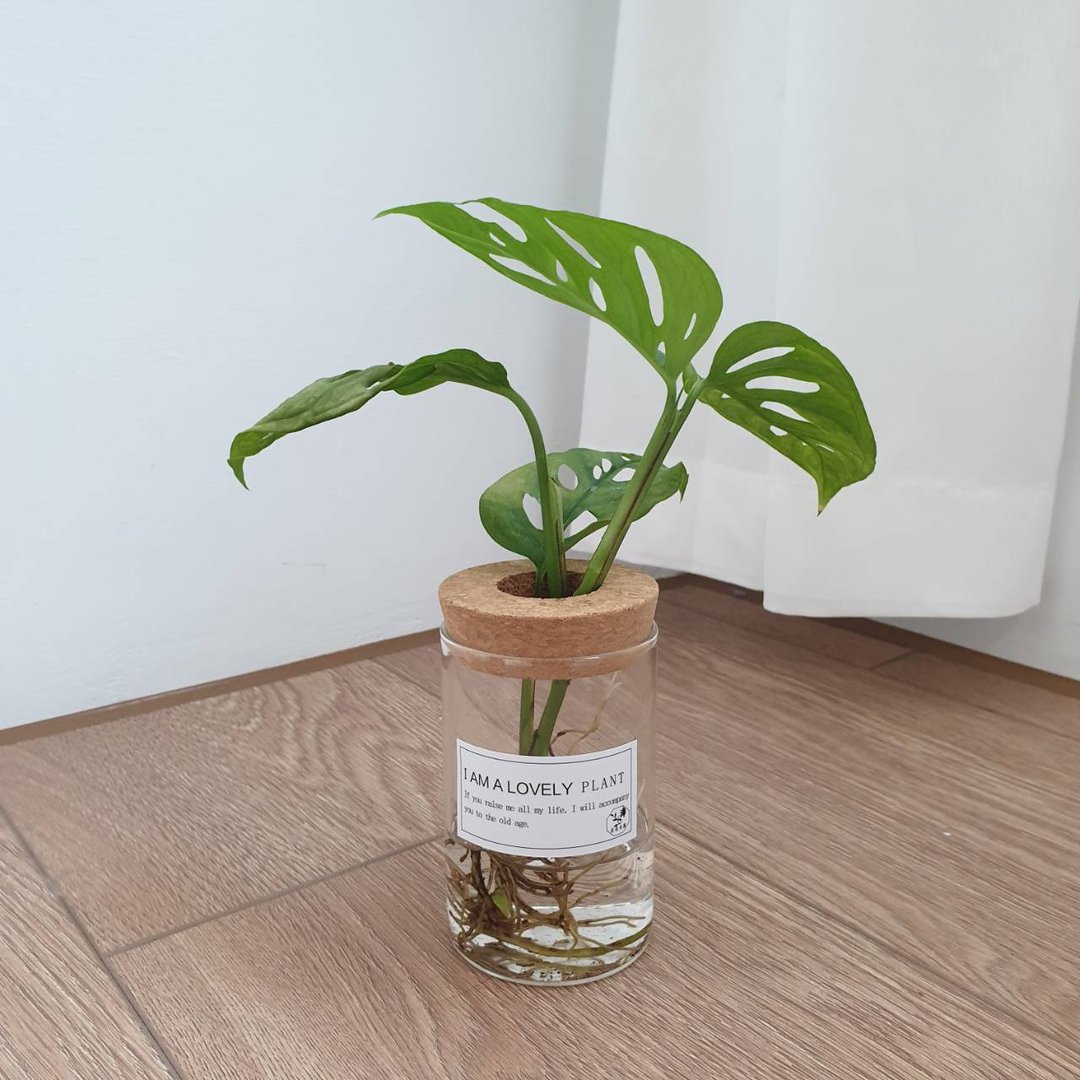 植栽 室内盆栽 窗孔龟背芋 水耕植物 - 植栽/盆栽 - 玻璃 绿色
