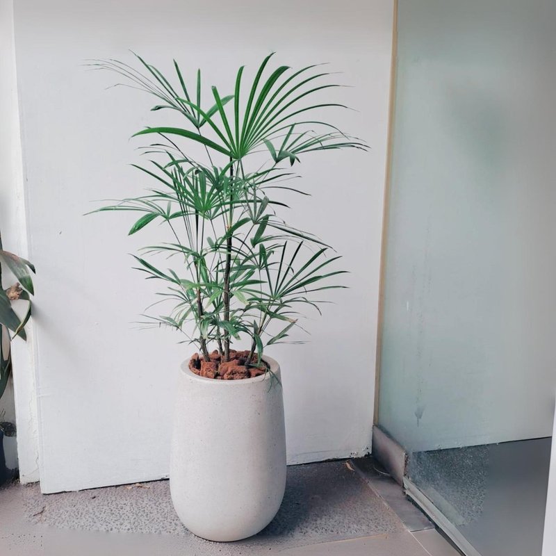 细叶棕榈 小水磨盆 - 植栽/盆栽 - 植物．花 