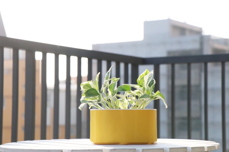 种植箱 / 在家也有开心农场 - 植栽/盆栽 - 塑料 