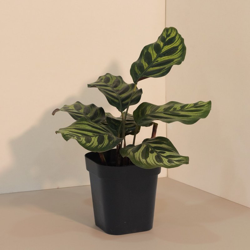 Peacock 孔雀_室内植栽 - 植栽/盆栽 - 植物．花 